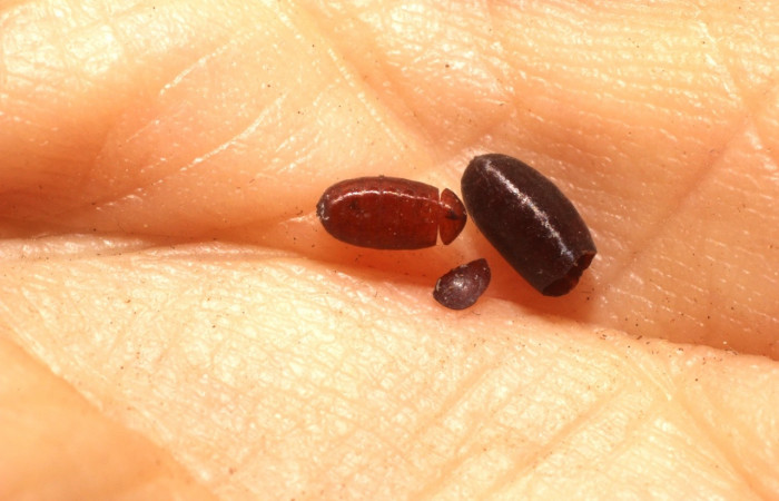  Puparios de parásito de <i>Campylocheta</i></i> Wood06 en  <i>Neoselenia banasa</i></i> (Geometridae) . Sector Cacao, Sendero Derrumbe. Voucher 10-SRNP-35454-DHJ800113.jpg.