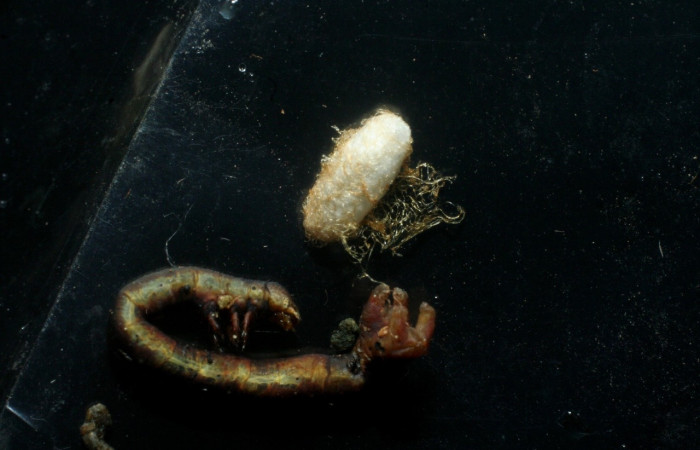 Figura 13. Capullo de parásito de <i>Glyptapanteles</i></i> Whitfield80 en <i>Neoselenia banasa</i></i> (Geometridae) . Sector Cacao, Sendero Derrumbe. Voucher 09-SRNP-36091-DHJ456543.jpg.