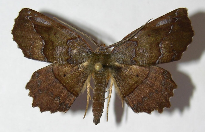  Adulto de <i>Neoselenia banasa</i></i> en posición dorsal (Geometridae). Sector Cacao, Estación Cacao. Voucher 09-SRNP-36645-DHJ514330.