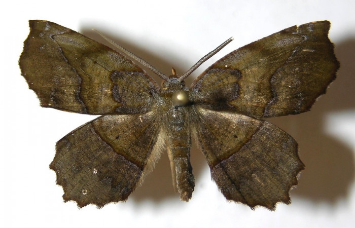  Adulto de <i>Neoselenia</i></i> Janzen217 en posición dorsal (Geometridae). Sector San Cristóbal, Cementerio Viejo. Voucher 13-SRNP-3385-DHJ594154.