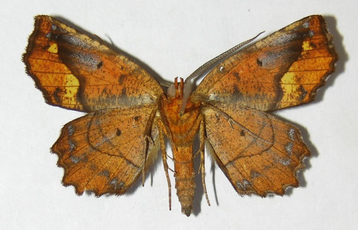  Adulto de <i>Neoselenia banasa</i></i> en posición ventral (Geometridae). Sector Cacao, Estación Cacao. Voucher 09-SRNP-36645-DHJ514331.