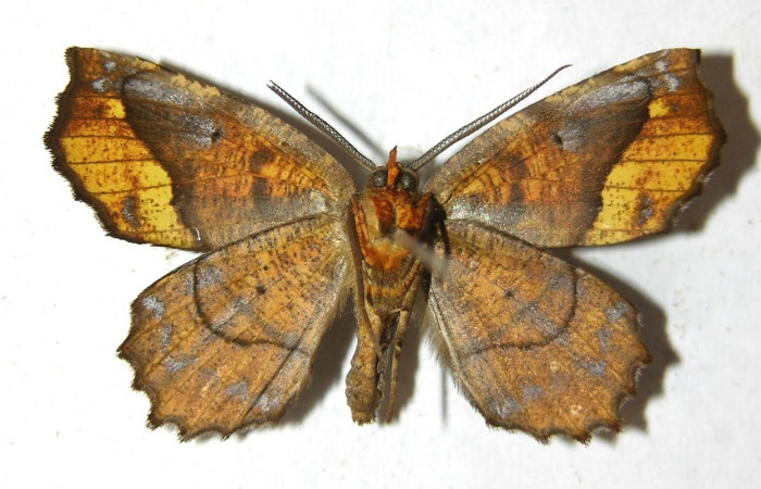  Adulto de <i>Neoselenia</i></i> Janzen217 en posición ventral (Geometridae). Sector San Cristóbal, Cementerio Viejo. Voucher 13-SRNP-3385-DHJ594155.