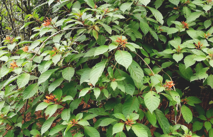  <i>Hamelia patens</i></i> (Rubiaceae), planta hospedera de <i>Neoselenia banasa</i></i> (Geometridae. Sector San Cristóbal, Puente Palma. Foto, Elda Araya, 22 Julio 2022.
