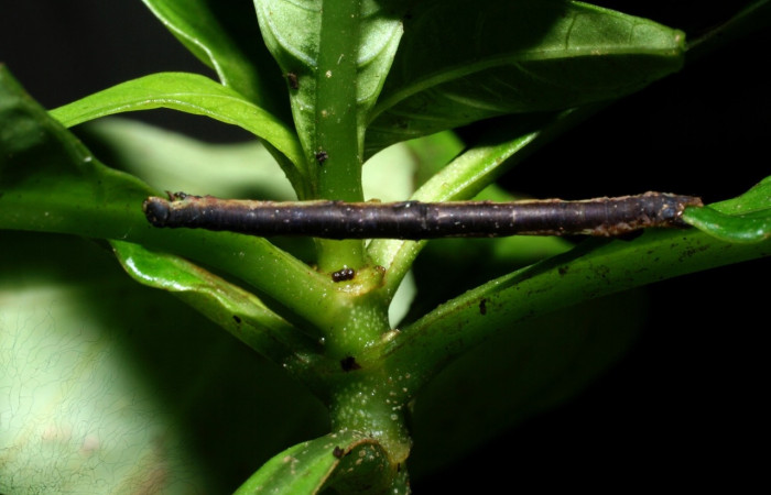  Larva en posición dorsal de <i>Neoselenia banasa</i></i> (Geometridae), PPU estadio. Sector Cacao, Estación Cacao. Voucher 09-SRNP-36648-DHJ459269.jpg.