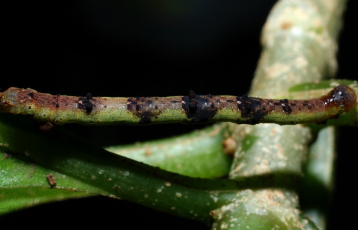  Larva en posición dorsal de <i>Neoselenia banasa</i></i> (Geometridae), PPU estadio. Sector Cacao, Estación Cacao. Voucher 09-SRNP-36649-DHJ459273.jpg.