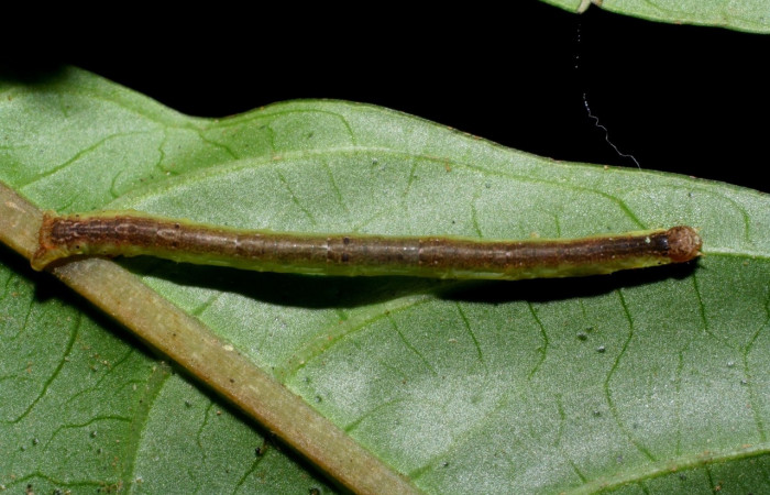  Larva en posición dorsal de <i>Neoselenia banasa</i></i> (Geometridae), PU estadio. Sector Cacao, Sendero Derrumbe. Voucher 08-SRNP-35609-DHJ441084.jpg.