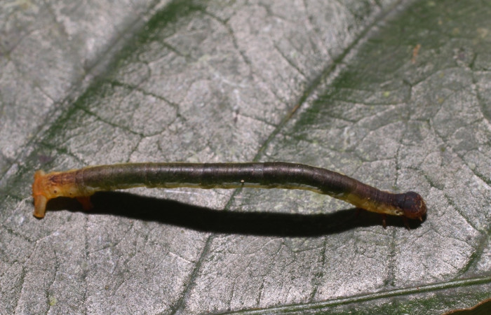 Larva en posición dorsal de <i>Neoselenia</i></i> Janzen217 (Geometridae), PU estadio. Sector San Cristóbal, Sendero Corredor. Voucher 18-SRNP-2890-DHJ758168.jpg.