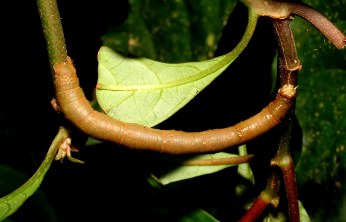  Larva en posición dorsal de <i>Neoselenia banasa</i></i> (Geometridae), U estadio. Sector Cacao, Sendero Derrumbe. Voucher 06-SRNP-35137-DHJ413594.jpg.