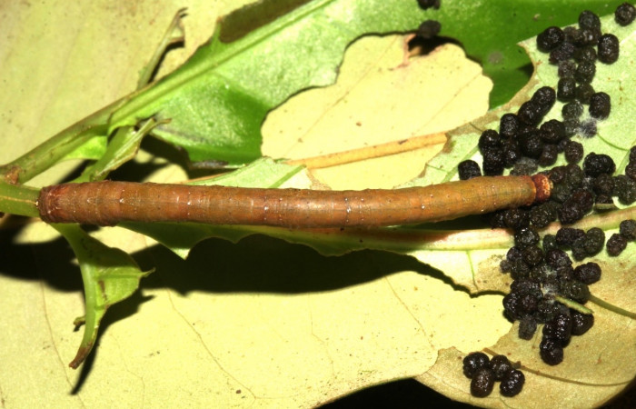  Larva en posición dorsal de <i>Neoselenia</i></i> Janzen217 (Geometridae), U estadio. Sector Pitilla, Sendero Nacho. Voucher 18-SRNP-31631-DHJ746748.jpg.