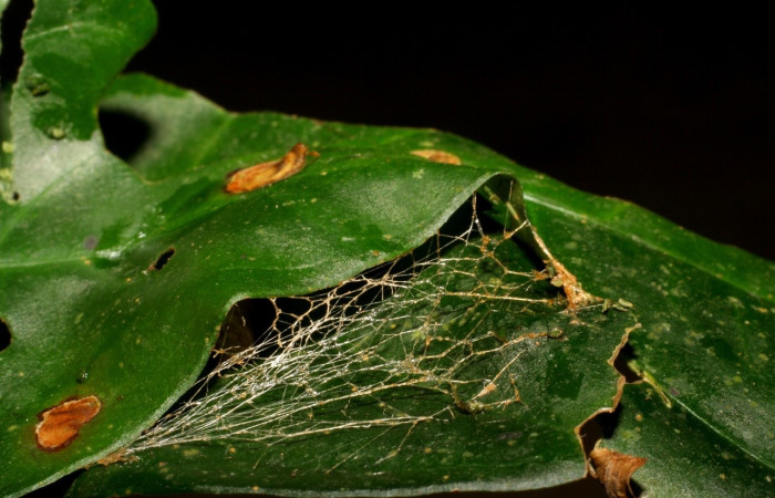  Prepupa de <i>Neoselenia banasa</i></i> (Geometridae). Sector Cacao, Sendero Derrumbe. Voucher 06-SRNP-35138-DHJ413607.jpg.