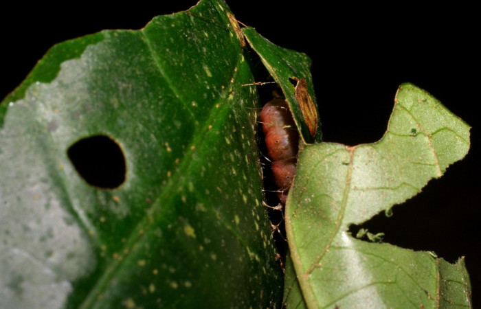  Prepupa de <i>Neoselenia banasa</i></i> (Geometridae). Sector Cacao, Sendero Derrumbe. Voucher 06-SRNP-35138-DHJ413608.jpg.