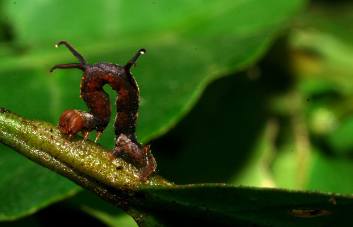 Figura 1. Larva <i>Melinodes detersaria</i></i> (Geometridae), color rojo vino en los laterales y el dorso, tiene cuatro protuverancias en el dorso, posición lateral, mide 15 mm aproximadamente. Planta hospedera <i>Croton schiedeanus</i></i>, (Euphorbiaceae). Voucher: 08-SRNP-35875-DHJ441391.jpg.