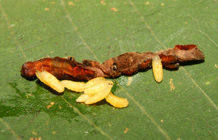 Figura 10. Larvas de parásito Siphona Janzen55, de la familia Tachinidae (moscas), color amarillo clema, junto a restos de larva de <i>Melinodes detersaria</i></i> (Geometridae), luego haran el pupario. Voucher: 13-SRNP-71264-DHJ702777.jpg.