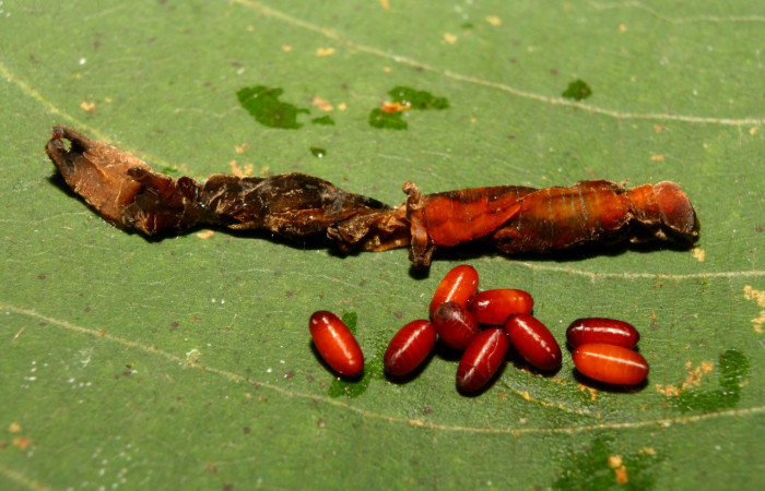 Figura 11. Puparios de <i>Siphona</i></i> Janzen55 (Tachinidae), color café, parásitos en <i>Melinodes detersaria</i></i> (Geometridae). Voucher: 13-SRNP-71264-DHJ702778.jpg.