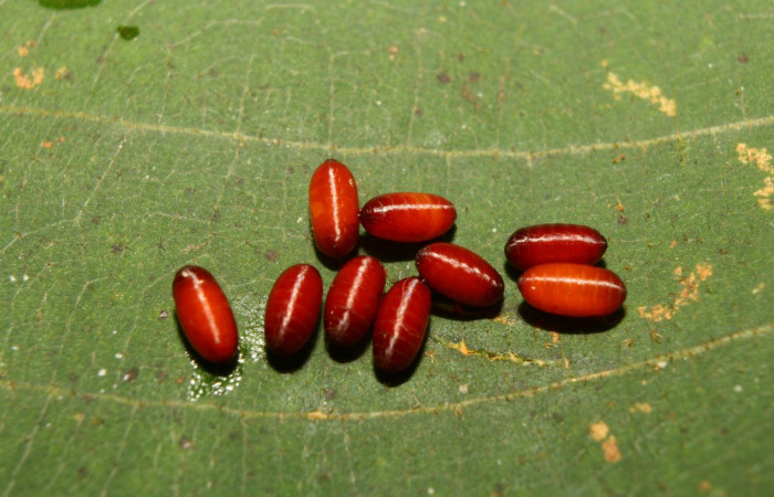 Figura 12. Puparios de <i>Siphona</i></i> Janzen55 (Tachinidae), color café, parásitos en <i>Melinodes detersaria</i></i> (Geometridae). Voucher:13-SRNP-71264-DHJ702782.jpg.