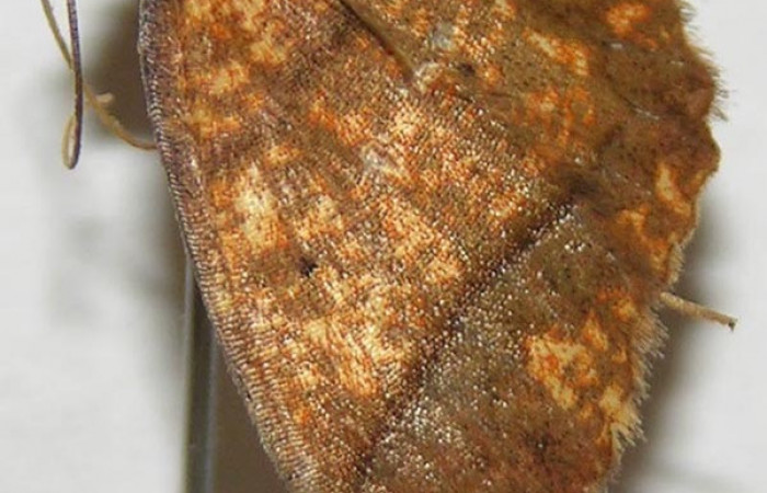 Figura 13. Adulto <i>Melinodes detersaria</i></i> (Geometridae) posición lateral, mide 28mm. Voucher: 08-SRNP-35875-DHJ505998.