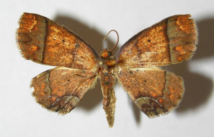Figura 14. Adulto <i>Melinodes detersaria</i></i> (Geometridae) posición dorsal, mide 28mm. Voucher:05-SRNP-7841-DHJ330514.