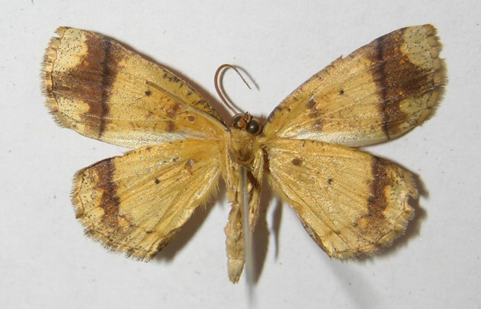 Figura 15. Adulto <i>Melinodes detersaria</i></i> (Geometridae) posición ventral, mide 28mm. Voucher:05-SRNP-7841-DHJ330515.
