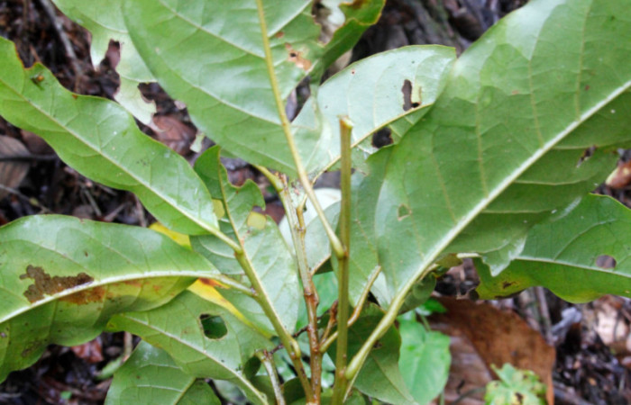 Figura 16. Planta hospedera, arbusto parte enfocada envés <i>Croton schiedeanus</i></i> (Euphorbiaceae), planta donde se alimenta la larva <i>Melinodes detersaria</i></i> (Geometridae). Foto tomada por Jose Pérez, el 17 de Julio de 2022. Estacion Biológica Caribe.
