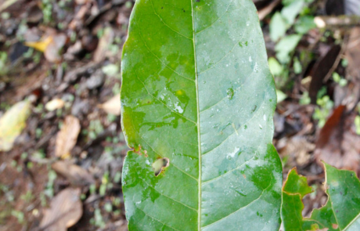 Figura 17. Planta hospedera, arbusto parte enfocada haz <i>Croton schiedeanus</i></i> (Euphorbiaceae), planta donde se alimenta la larva <i>Melinodes detersaria</i></i> (Geometridae). Foto tomada por Jose Pérez, el 17 de Julio de 2022. Estacion Biológica Caribe.