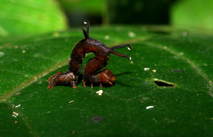 Figura 2. Larva <i>Melinodes detersaria</i></i> (Geometridae), color rojo vino en los laterales y el dorso, tiene cuatro protuberancias en el dorso, posición lateral, mide 15 mm aproximadamente. Planta hospedera <i>Croton schiedeanus</i></i>, (Euphorbiaceae). Voucher: 08-SRNP-35875-DHJ441396.jpg.