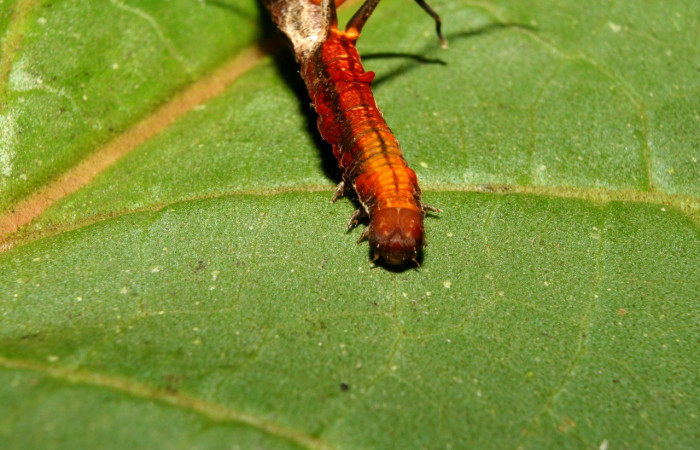 Figura 4. Larva <i>Melinodes detersaria</i></i> (Geometridae), color rojo vino en los laterales y el dorso, tiene cuatro protuberancias en el dorso, posición frontal, mide 30 mm aproximadamente. Planta hospedera <i>Croton schiedeanus</i></i>, (Euphorbiaceae). Voucher: 13-SRNP-71264-DHJ702770.jpg.