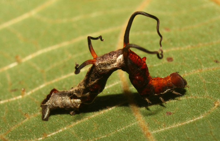 Figura 5. Larva <i>Melinodes detersaria</i></i> (Geometridae), color rojo vino en los laterales y el dorso, tiene cuatro protuberancias en el dorzo, posición lateral, mide 30 mm aproximadamente. Planta hospedera <i>Croton schiedeanus</i></i>, (Euphorbiaceae). Voucher: 13-SRNP-71264-DHJ702765.jpg.