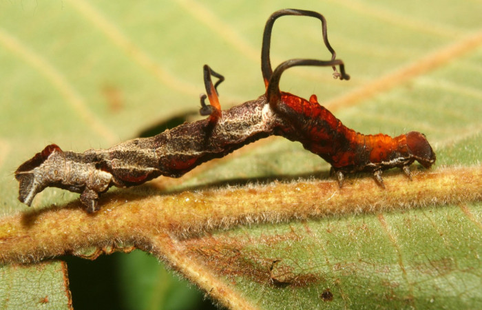 Figura 6. Larva <i>Melinodes detersaria</i></i> (Geometridae), color rojo vino en los laterales y el dorso, tiene cuatro protuberancias en el dorzo, posición lateral, mide 30 mm aproximadamente. Planta hospedera <i>Croton schiedeanus</i></i>, (Euphorbiaceae). Voucher: 13-SRNP-71264-DHJ702766.jpg.