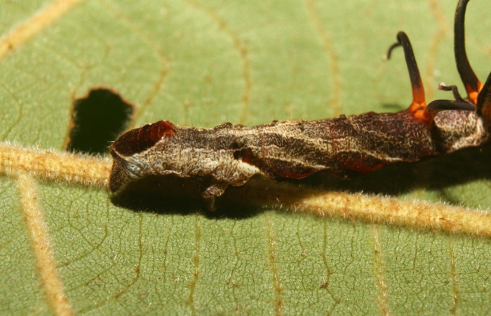 Figura 7. Larva <i>Melinodes detersaria</i></i> (Geometridae), color rojo vino en los laterales y el dorso, tiene cuatro protuberancias en el dorzo, posición parte tracera, mide 30 mm aproximadamente. Planta hospedera <i>Croton schiedeanus</i></i>, (Euphorbiaceae). Voucher: 13-SRNP-71264-DHJ702767.jpg.