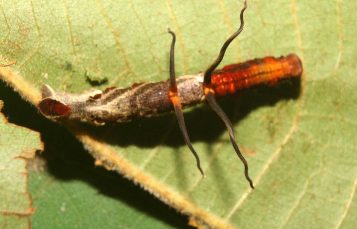 Figura 8. Larva <i>Melinodes detersaria</i></i> (Geometridae), color rojo vino en los laterales y el dorso, tiene cuatro protuberancias en el dorzo, posición parte tracera, mide 30 mm aproximadamente. Planta hospedera <i>Croton schiedeanus</i></i>, (Euphorbiaceae). Voucher: 13-SRNP-71264-DHJ702772.jpg.