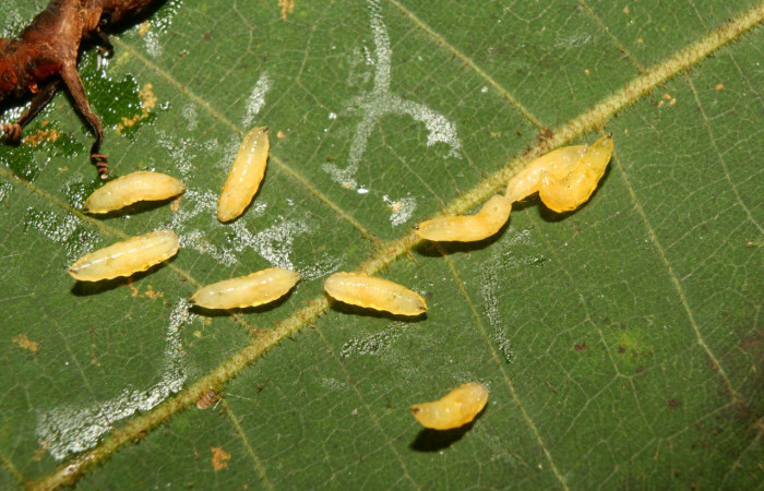 Figura 9. Larvas de parásito Siphona Janzen55, de la familia Tachinidae (moscas), color amarillo clema, junto a restos de larva de <i>Melinodes detersaria</i></i> (Geometridae), luego haran el pupario. Voucher: 13-SRNP-71264-DHJ702774.jpg.