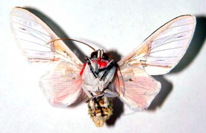 Figura 10. Adulto <i>Idalus crinis</i></i> (Erebidae), posición vista ventral. (94-SRNP-10190-DHJ39053).