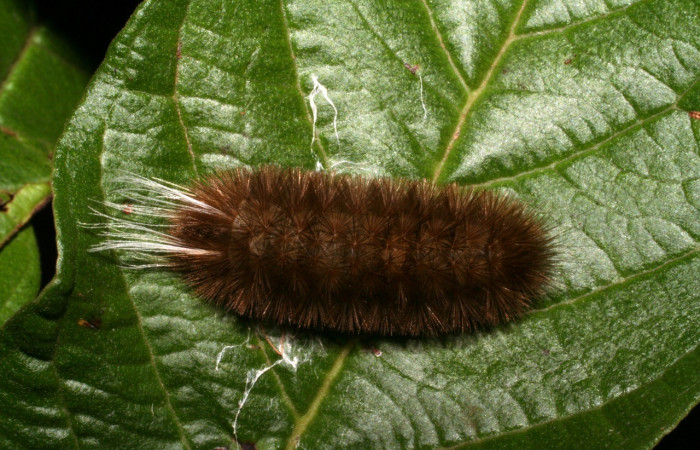 Figura 11. Dorsal entero <i>Idalus crinis</i></i>, (Erebidae), en la planta <i>Psidium guajava</i></i>. (Introducido). (Myrtaceae). Sector Rincon Rain Forest .Estación Caribe. (elevación 415 metros). Colectada 16 mayo 2005. (05-SRNP-41339-DHJ406965.jpg).