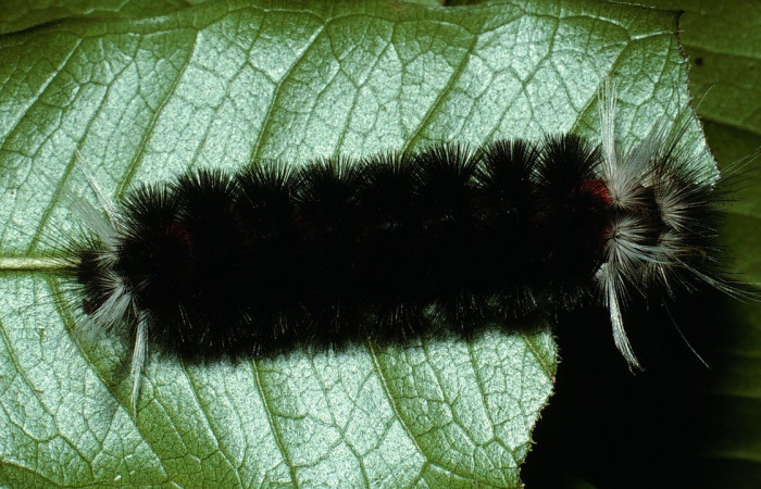 Figura 12. Dorsal entero <i>Idalus herois</i></i>, (Erebidae), en la planta <i>Myrcia splendens</i></i> (Myrtaceae). Sector San Cristóbal. Río Blanco Abajo (elevación 500 metros). Colectada 27 febrero 2003. (03-SRNP-5650-DHJ73812.jpg).