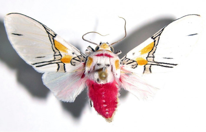 Figura 13. Adulto <i>Idalus crinis</i></i> (Erebidae), posición vista dorsal. (03-SRNP-22826-DHJ93970).