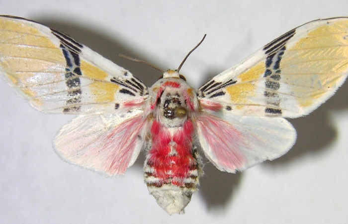 Figura 14. Adulto <i>Idalus herois</i></i> (Erebidae), posición vista dorsal. (07-SRNP-40563-DHJ371888).