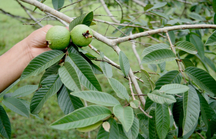 Figura 15. Planta hospedera posición hoja envés y frutos, <i> Psidium guajava</i></i> (Myrtaceae), de <i>Idalus crinis</i></i>, (Erebidae). Foto, Jorge Hernández. Sector Rincon Rain Forest. Sendero Venado. 20 agosto 2008.