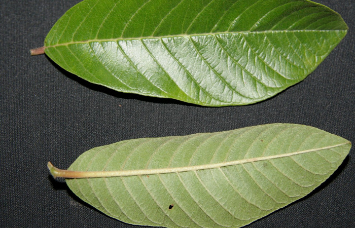 Figura 16. Planta hospedera posición hoja envés y haz, <i> Psidium guajava</i></i> (Myrtaceae), de <i>Idalus crinis</i></i>, (Erebidae). Foto, Jorge Hernández. Sector Rincon Rain Forest. Sendero Venado. 20 agosto 2008.