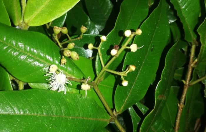 Figura 17. Planta hospedera posición hoja envés y flores, <i>Myrcia splendens</i></i> (Myrtaceae), de <i>Idalus herois</i></i>, (Erebidae). Foto, Gloria sihezar. Sector San Cristóbal. Sendero Piñal. 28 julio 2022.