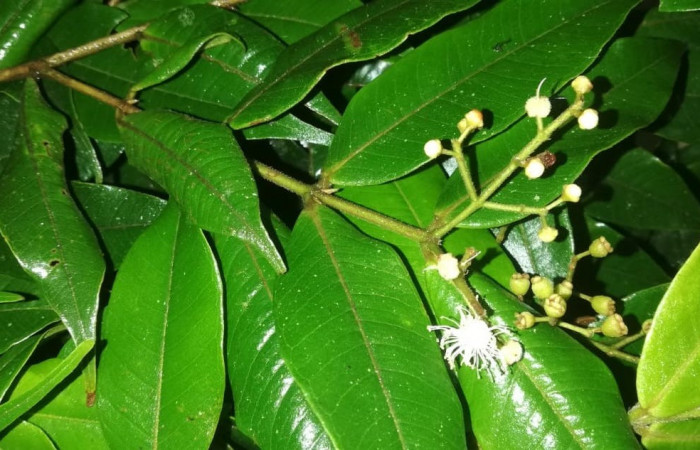 Figura 18. Planta hospedera posición hoja envés y flores, <i>Myrcia splendens</i></i> (Myrtaceae), de <i>Idalus herois</i></i>, (Erebidae). Foto, Gloria Sihezar. Sector San Cristóbal. Sendero Piñal. 28 julio 2022.