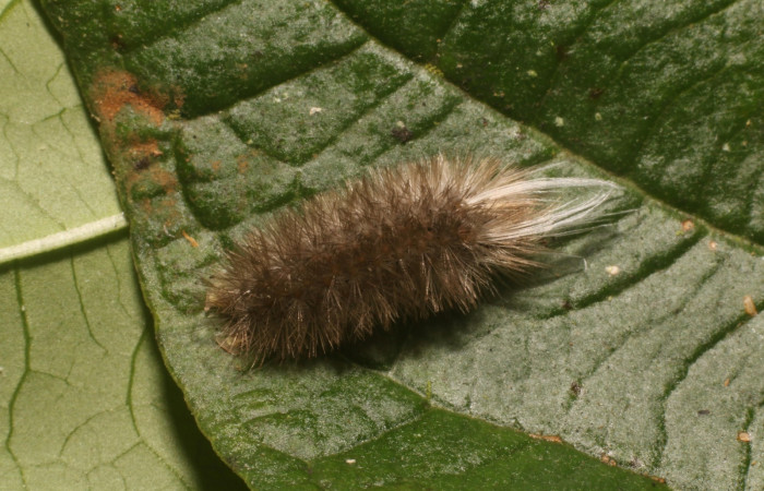 Figura 1. Dorsal entero <i>Idalus crinis</i></i>, (Erebidae), en la planta <i>Psidium guajava</i></i> (introducido) (Myrtaceae). Estación Leiva. Sendero Cafecito, (elevación 455 metros). Colectada 23 enero 2022. (22-SRNP-80076-DHJ785841.jpg).