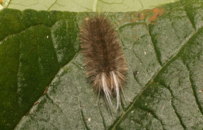 Figura 2. Dorsal tórax <i>Idalus crinis</i></i>, (Erebidae), en la planta <i>Psidium guajava</i></i> (introducido) (Myrtaceae). Estación Leiva. Sendero Cafecito, (elevación 455 metros). Colectada 23 enero 2022. (22-SRNP-80076-DHJ785843.jpg).
