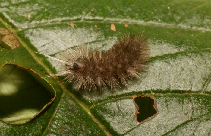 Figura 3. Dorsal entero <i>Idalus crinis</i></i>, (Erebidae), en la planta <i>Psidium guajava</i></i> (introducido) (Myrtaceae). Estación Leiva. Sendero Cafecito, (elevación 455 metros). Colectada 23 enero 2022. (22-SRNP-80076-DHJ785845.jpg).