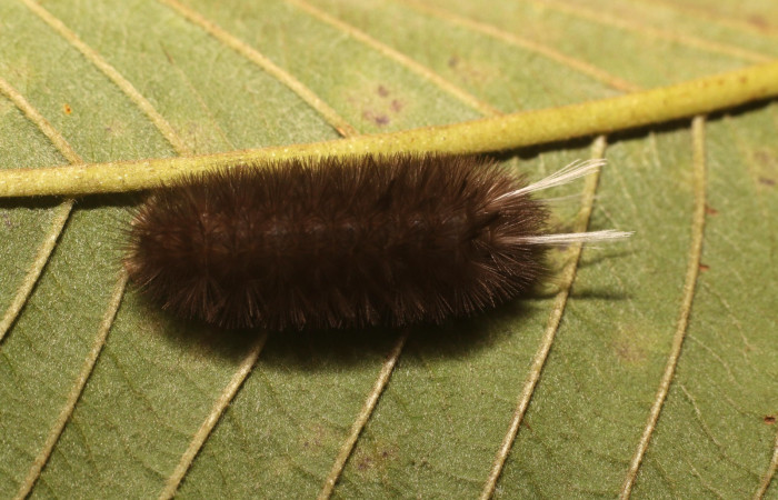 Figura 4. Dorsal entero <i>Idalus crinis</i></i>, (Erebidae), en la planta <i>Psidium guajava</i></i> (introducido) (Myrtaceae). Estación Leiva. Sendero Cafecito, (elevación 455 metros). Colectada 23 enero 2022. (22-SRNP-80076-DHJ785866.jpg).