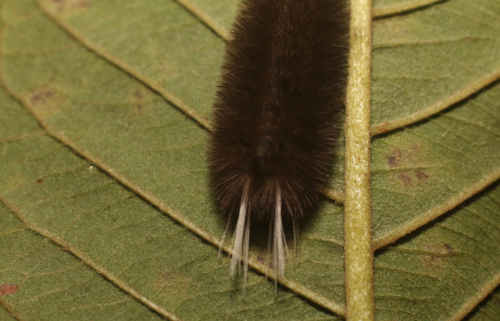 Figura 5. Dorsal tórax <i>Idalus crinis</i></i>, (Erebidae), en la planta <i>Psidium guajava</i></i> (introducido) (Myrtaceae). Estación Leiva. Sendero Cafecito, (elevación 455 metros). Colectada 23 enero 2022. (22-SRNP-80076-DHJ785867.jpg).