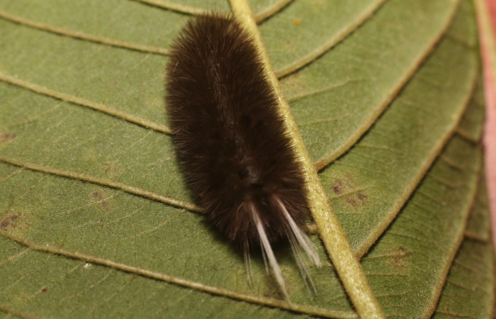 Figura 6. Dorsal entero <i>Idalus crinis</i></i>, (Erebidae), en la planta <i>Psidium guajava</i></i> (introducido) (Myrtaceae). Estación Leiva. Sendero Cafecito, (elevación 455 metros). Colectada 23 enero 2022. (22-SRNP-80076-DHJ785868.jpg).