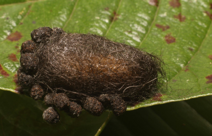 Figura 7. Capullo <i>Idalus crinis</i></i>, (Erebidae). (22-SRNP-80076-DHJ785877.jpg).