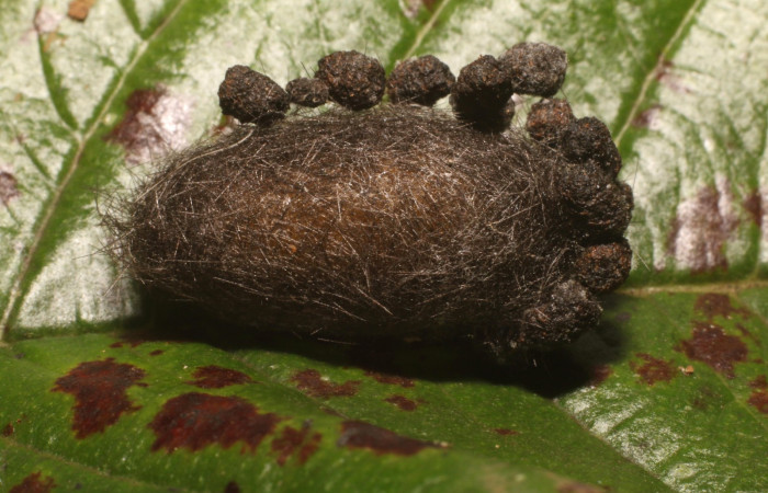 Figura 8. Capullo <i>Idalus crinis</i></i>, (Erebidae). (22-SRNP-80076-DHJ785879.jpg).