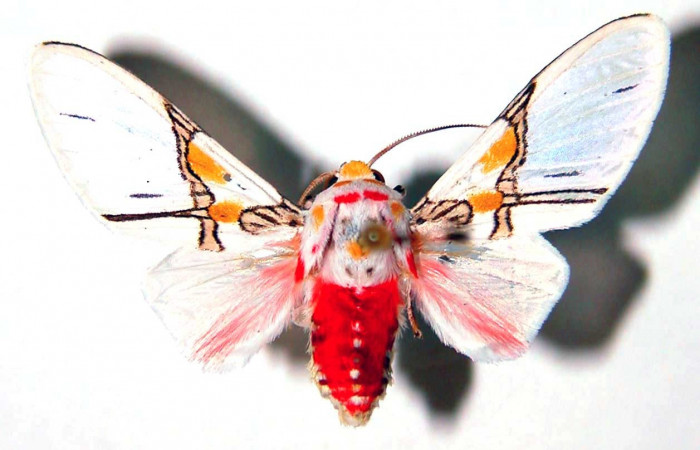 Figura 9. Adulto <i>Idalus crinis</i></i> (Erebidae), posición vista dorsal. (94-SRNP-10190-DHJ39052).