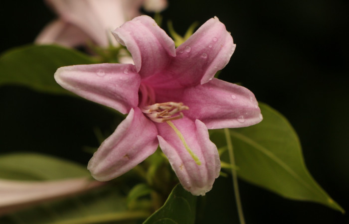 Figura. 10 Flor de frente <i>Coutarea hexandra</i></i>, (Rubiaceae). Area de Conservación Guanacaste, Sector Rincón Rain Forest, Estación Leiva, Sendero Selva, (elevación 491 metros), colectada el 30 Julio 2022. Foto, Jorge Hernández. 